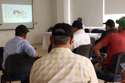 Capacitaci&oacute;n sobre las caracter&iacute;sticas de la hormiga loca o carn&iacute;vora