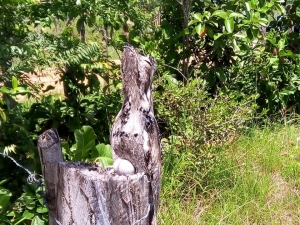 Avistamiento de p&aacute;jaro de nombre com&uacute;n